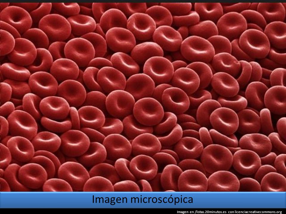 Imagen microscópica Imagen en /listas.20minutos.es con licenciacreativecommons.org