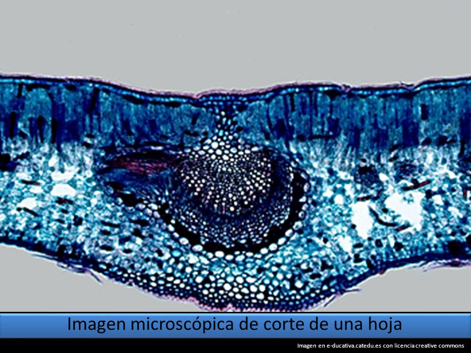 Imagen microscópica de corte de una hoja