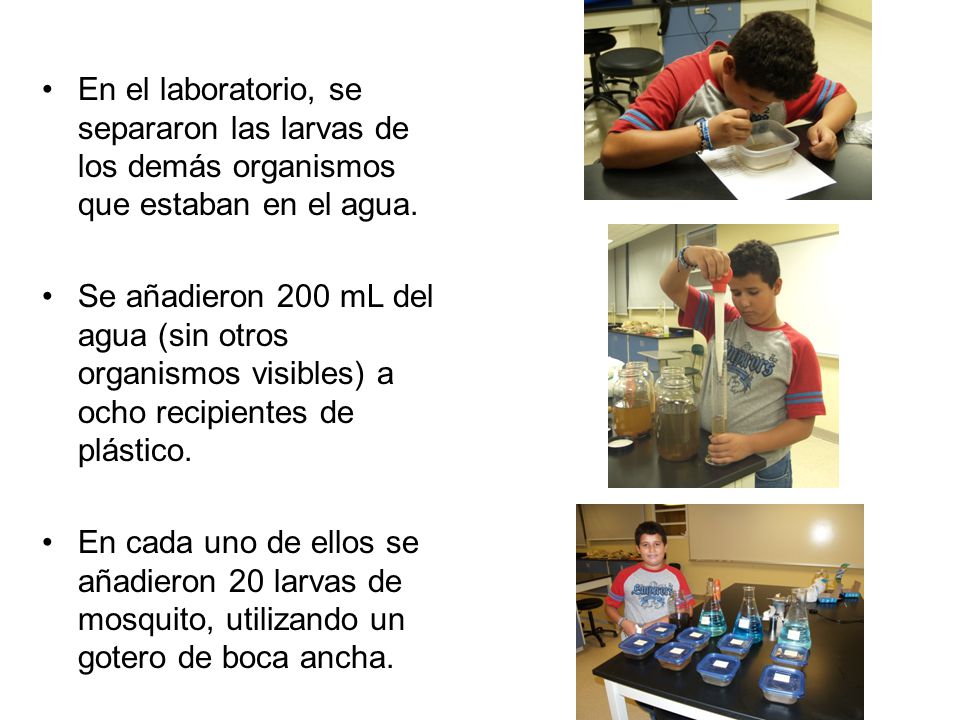 En el laboratorio, se separaron las larvas de los demás organismos que estaban en el agua.