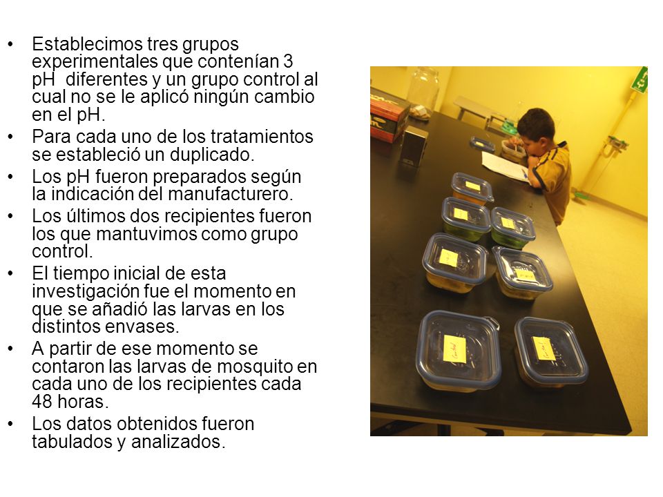 Establecimos tres grupos experimentales que contenían 3 pH diferentes y un grupo control al cual no se le aplicó ningún cambio en el pH.
