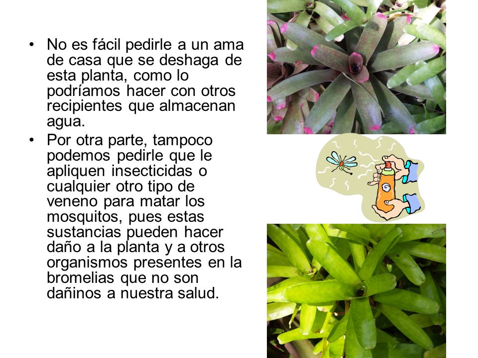 No es fácil pedirle a un ama de casa que se deshaga de esta planta, como lo podríamos hacer con otros recipientes que almacenan agua.