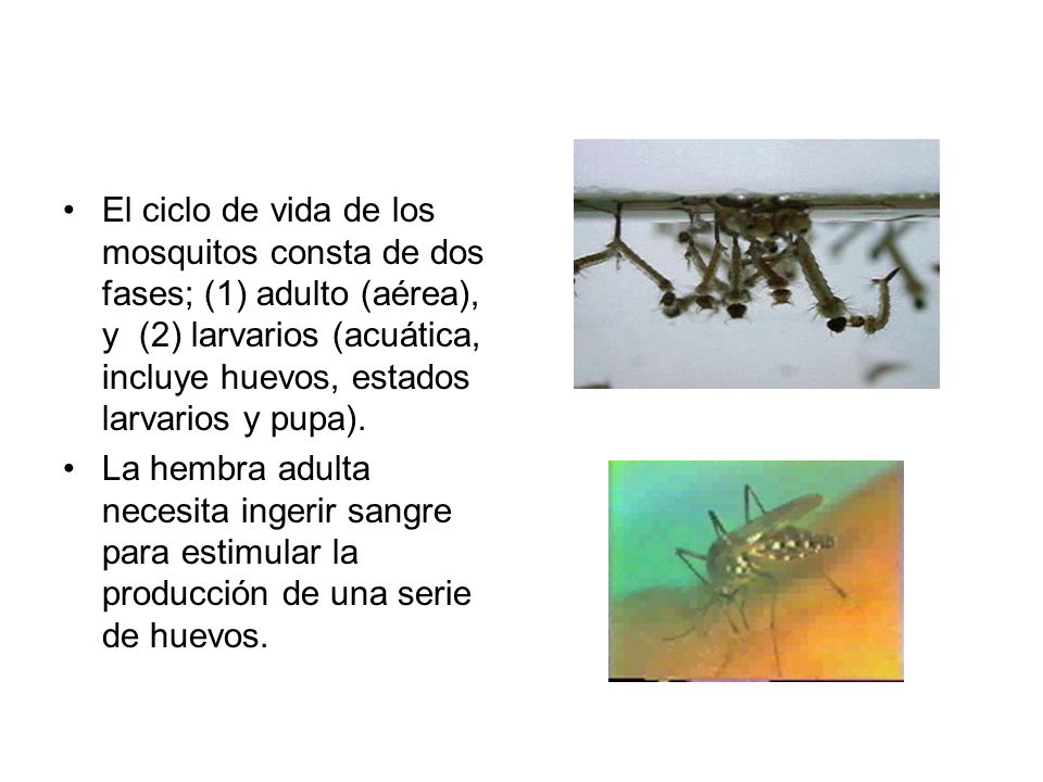 El ciclo de vida de los mosquitos consta de dos fases; (1) adulto (aérea), y (2) larvarios (acuática, incluye huevos, estados larvarios y pupa).