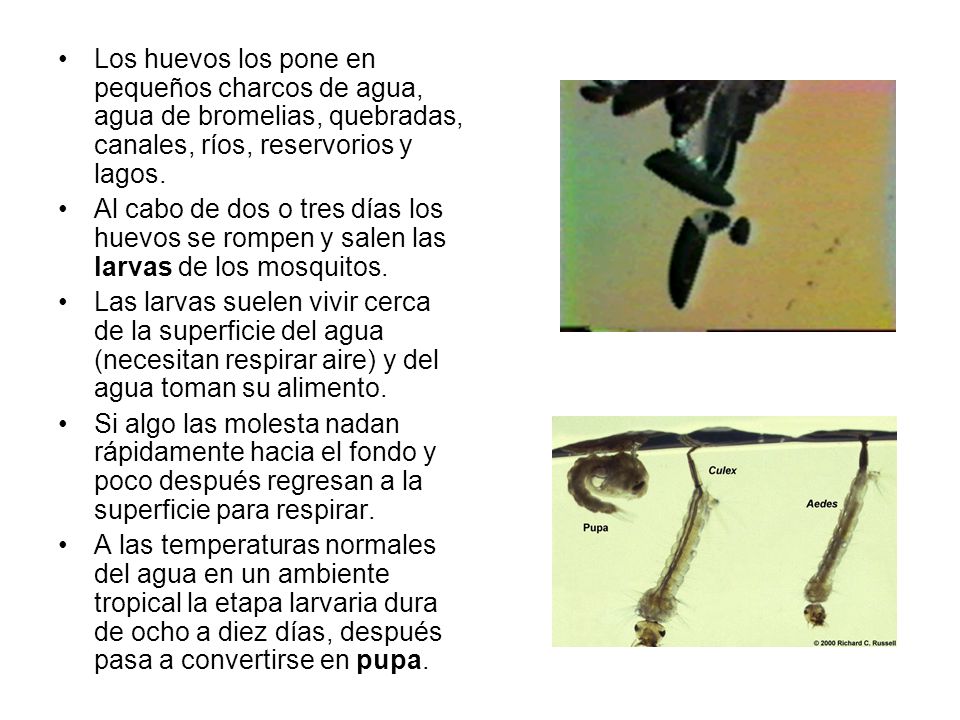 Los huevos los pone en pequeños charcos de agua, agua de bromelias, quebradas, canales, ríos, reservorios y lagos.