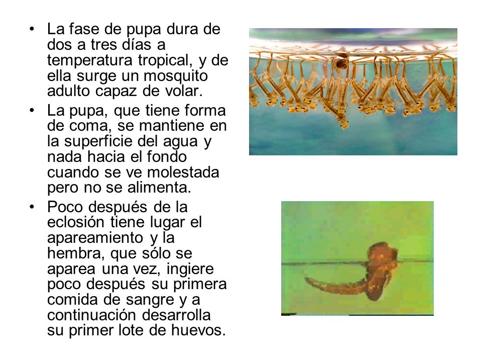 La fase de pupa dura de dos a tres días a temperatura tropical, y de ella surge un mosquito adulto capaz de volar.