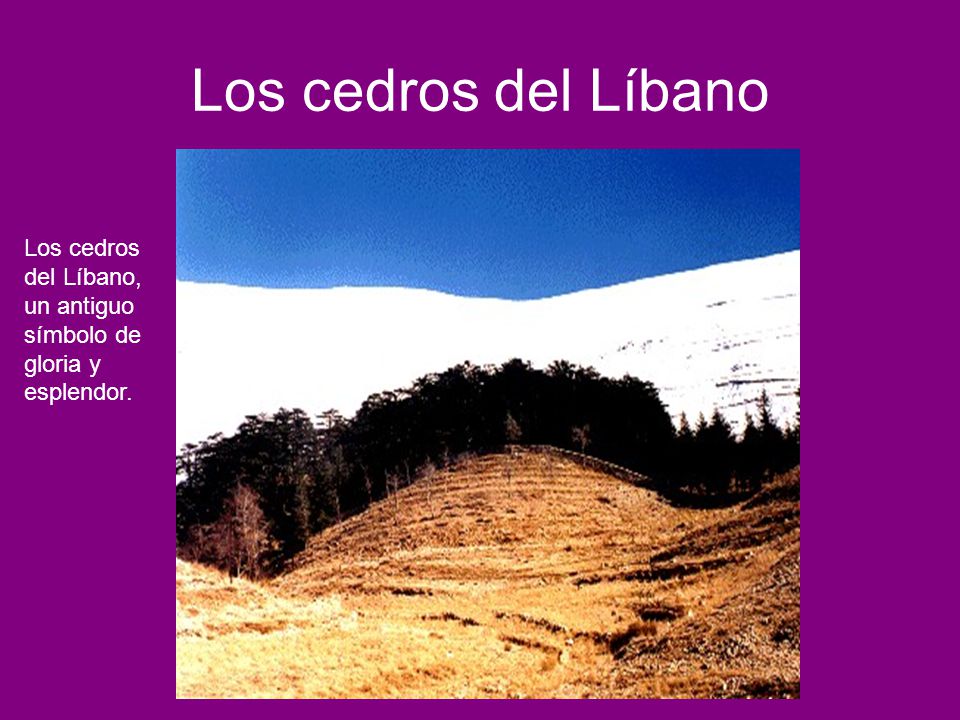 Los cedros del Líbano Los cedros del Líbano, un antiguo símbolo de