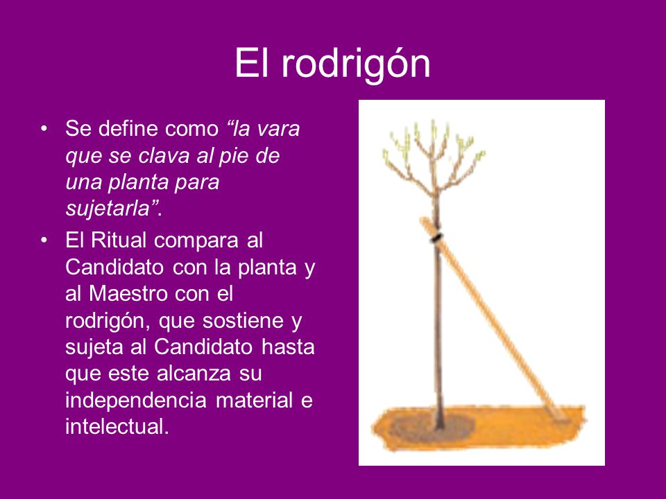 El rodrigón Se define como la vara que se clava al pie de una planta para sujetarla .