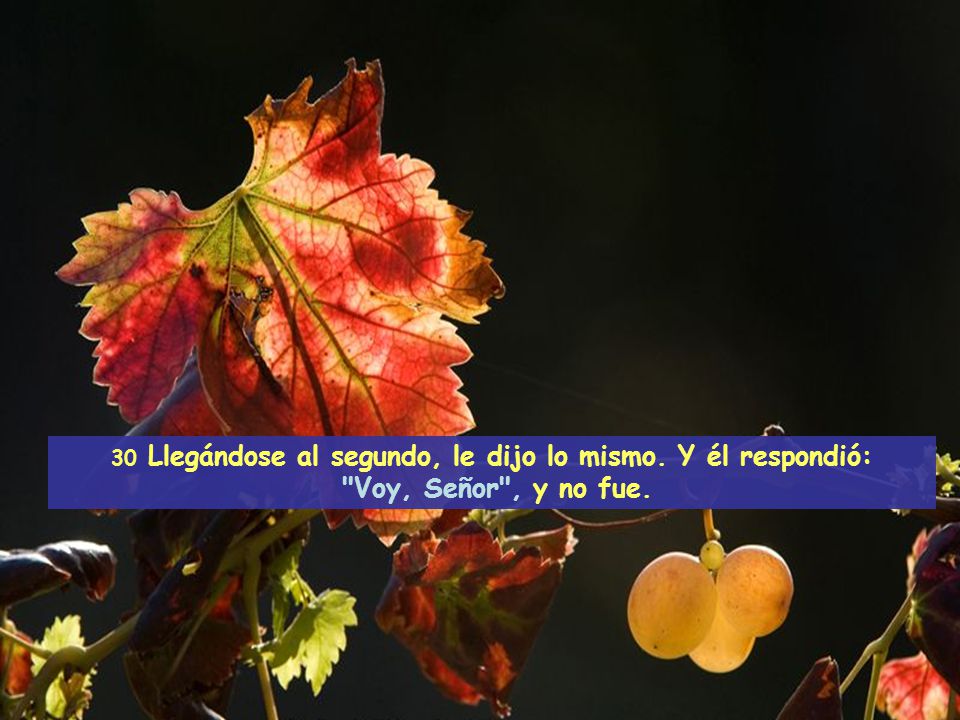 30 Llegándose al segundo, le dijo lo mismo. Y él respondió: