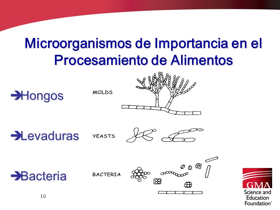 Microorganismos de Importancia en el Procesamiento de Alimentos