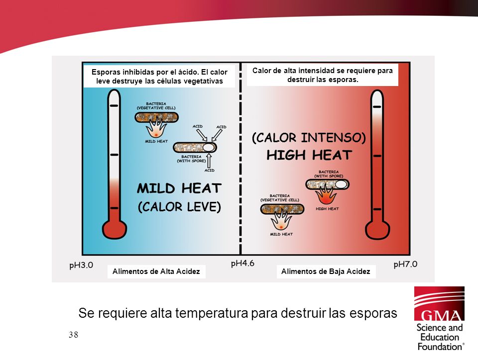 Calor de alta intensidad se requiere para destruir las esporas.
