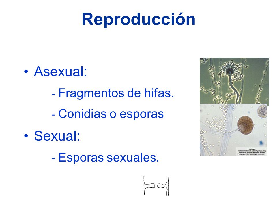 Reproducción Asexual: Sexual: Fragmentos de hifas. Conidias o esporas