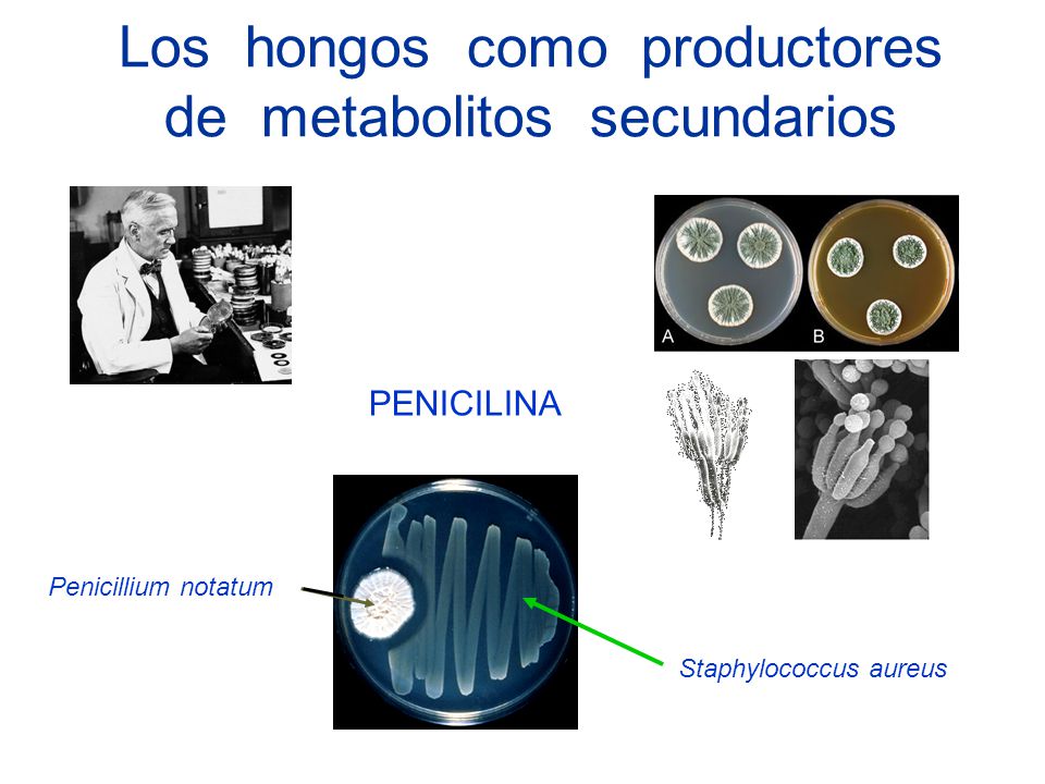 Los hongos como productores de metabolitos secundarios