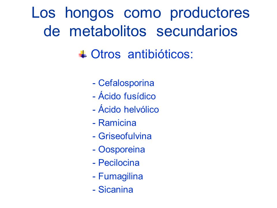 Los hongos como productores de metabolitos secundarios