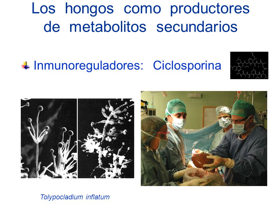 Los hongos como productores de metabolitos secundarios