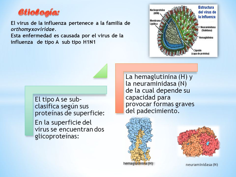 Etiología: El virus de la influenza pertenece a la familia de orthomyxoviridae.