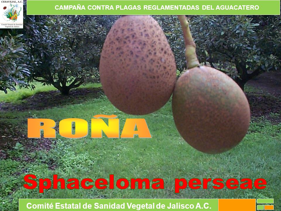 CAMPAÑA CONTRA PLAGAS REGLAMENTADAS DEL AGUACATERO