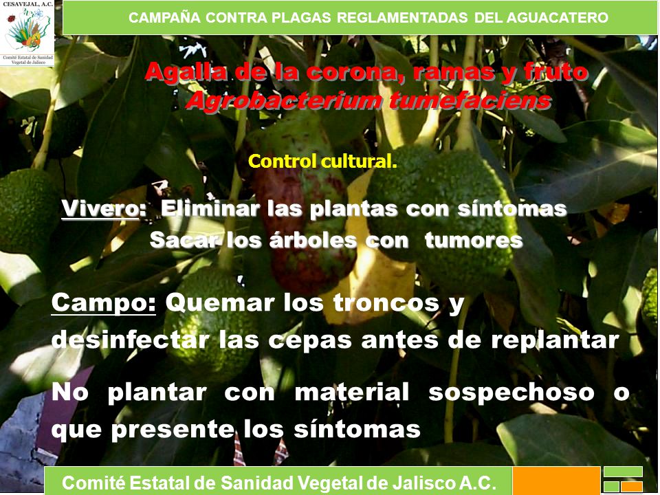 Campo: Quemar los troncos y desinfectar las cepas antes de replantar