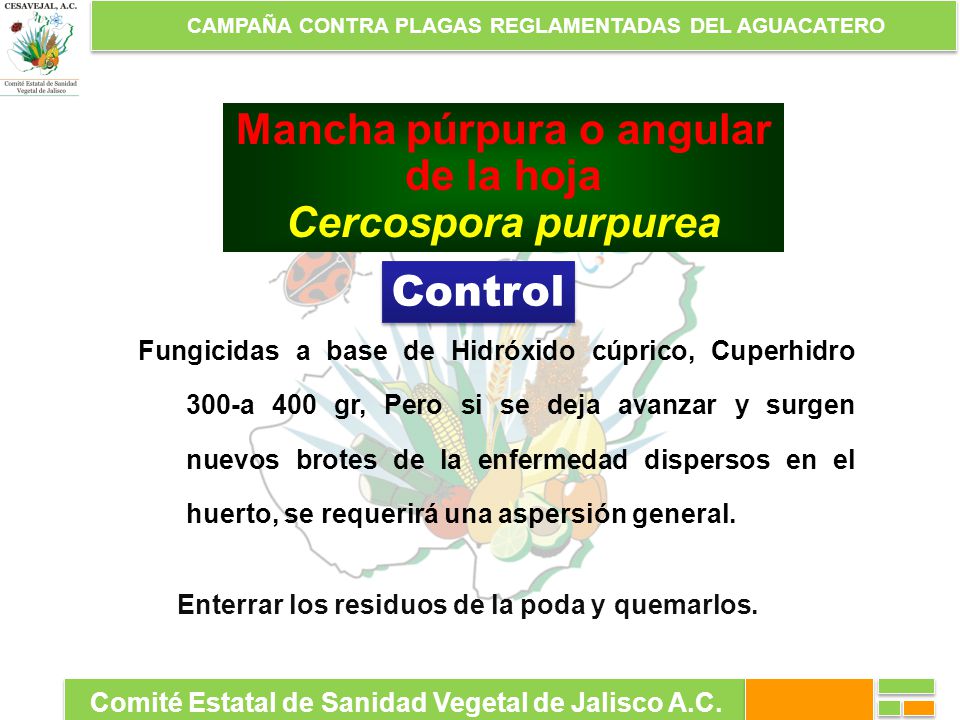 Mancha púrpura o angular de la hoja Cercospora purpurea