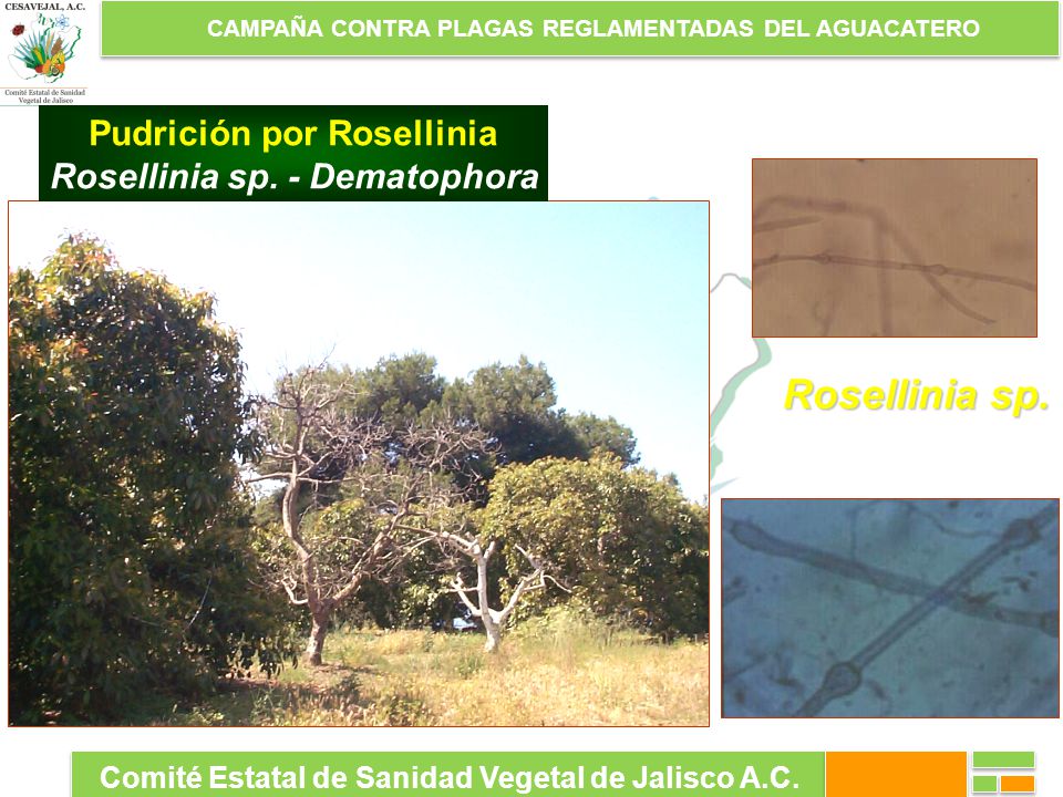 Rosellinia sp. Pudrición por Rosellinia Rosellinia sp. - Dematophora