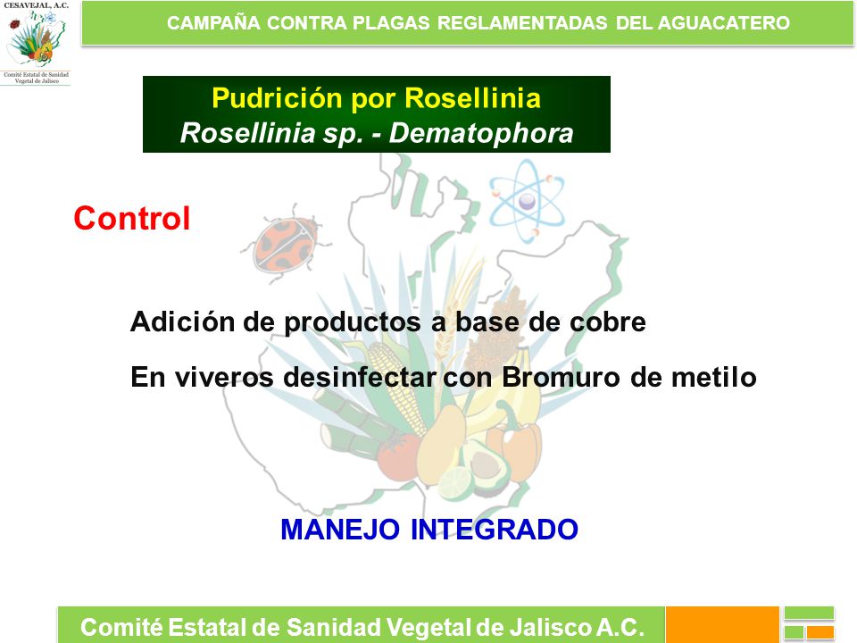 Control Pudrición por Rosellinia Rosellinia sp. - Dematophora