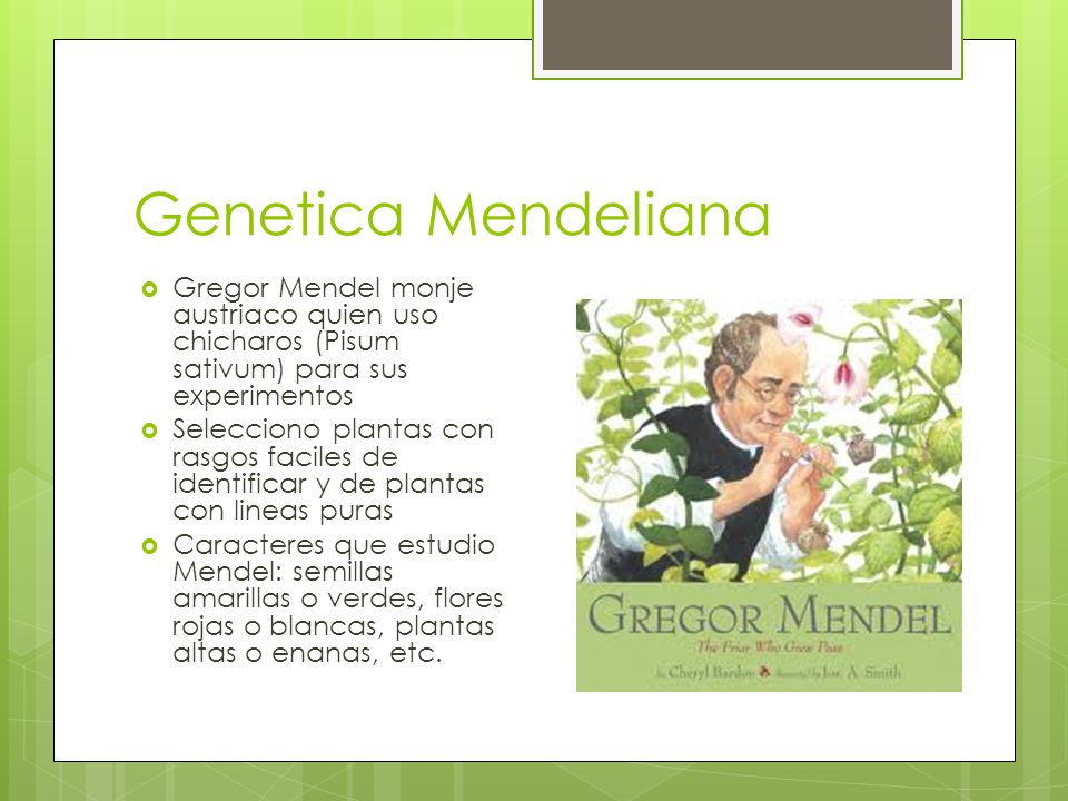 Genetica Mendeliana Gregor Mendel monje austriaco quien uso chicharos (Pisum sativum) para sus experimentos.