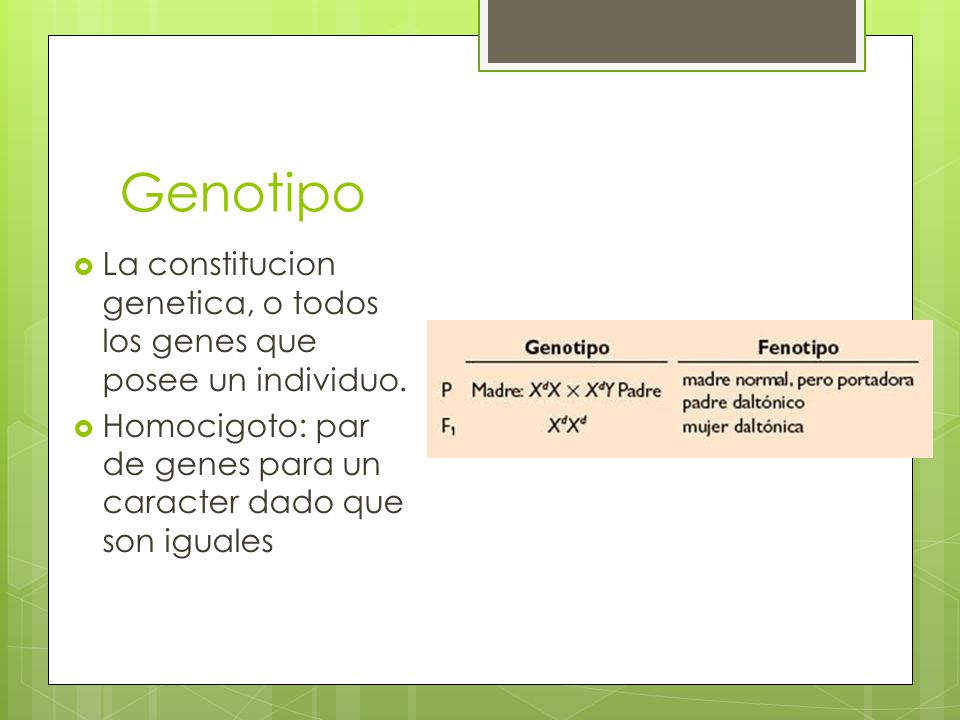 Genotipo La constitucion genetica, o todos los genes que posee un individuo.