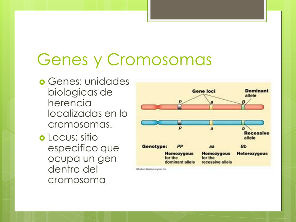 Genes y Cromosomas Genes: unidades biologicas de herencia localizadas en lo cromosomas.