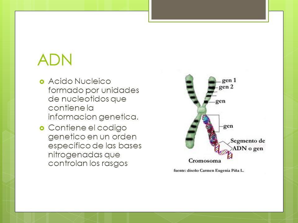 ADN Acido Nucleico formado por unidades de nucleotidos que contiene la informacion genetica.