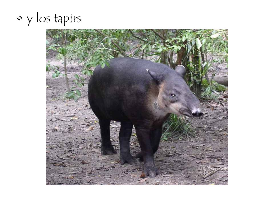 y los tapirs