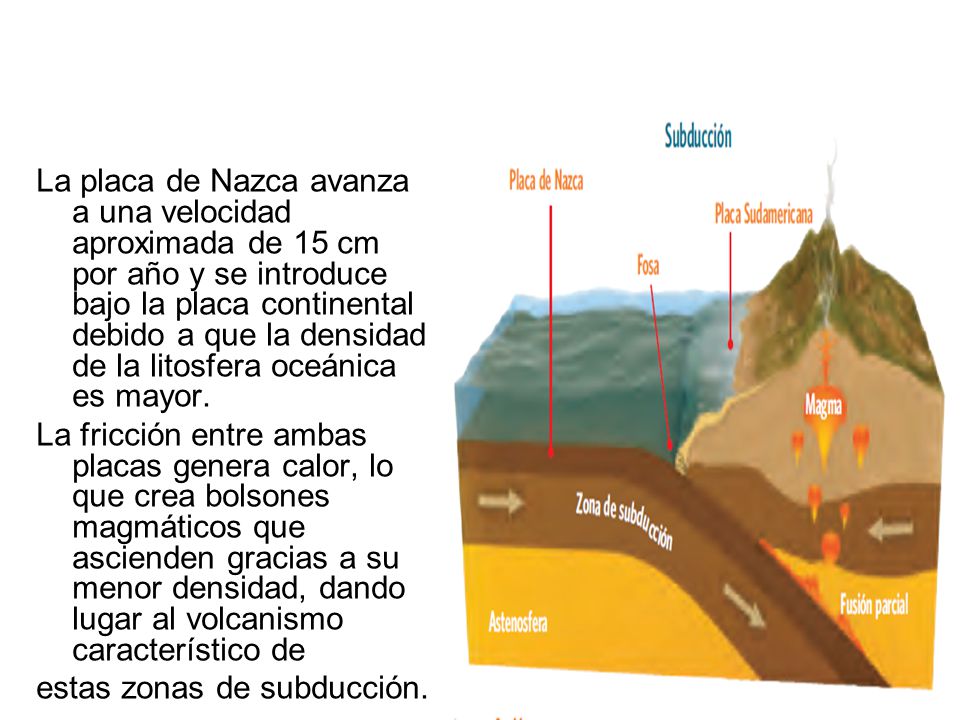 La placa de Nazca avanza a una velocidad aproximada de 15 cm por año y se introduce bajo la placa continental debido a que la densidad de la litosfera oceánica es mayor.