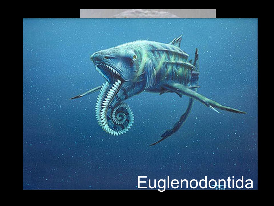 Euglenodontida
