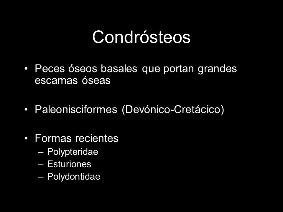 Condrósteos Peces óseos basales que portan grandes escamas óseas