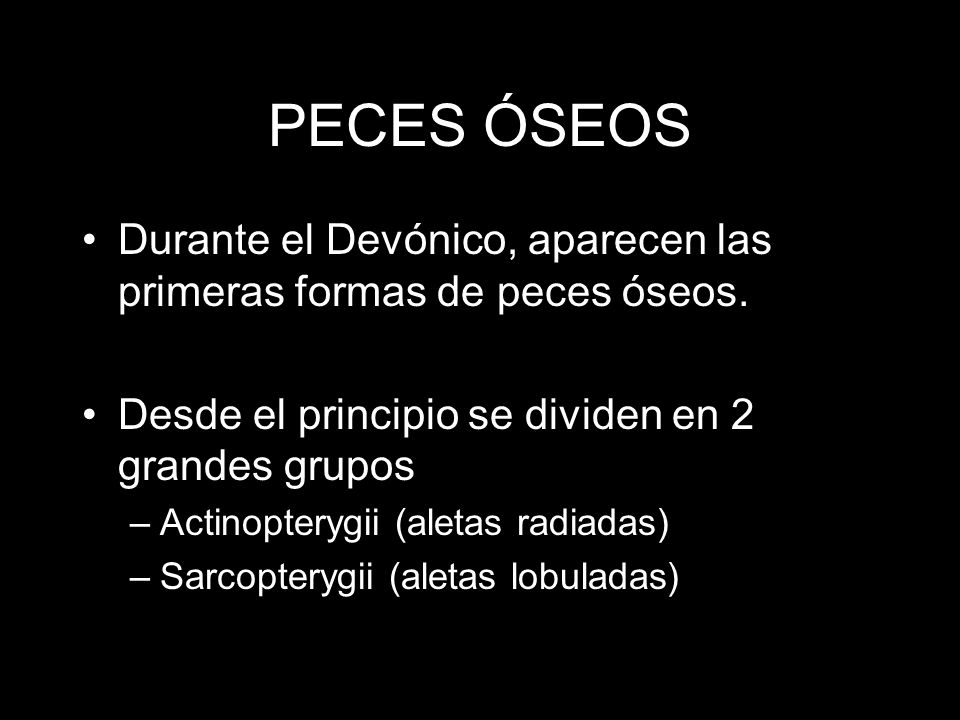 PECES ÓSEOS Durante el Devónico, aparecen las primeras formas de peces óseos. Desde el principio se dividen en 2 grandes grupos.