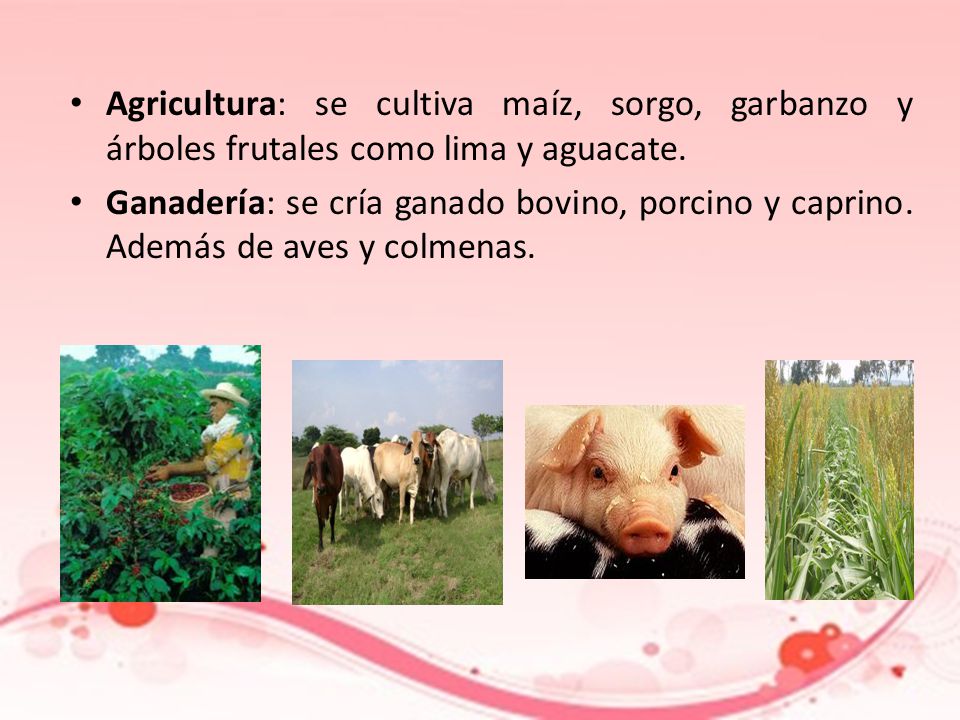 Agricultura: se cultiva maíz, sorgo, garbanzo y árboles frutales como lima y aguacate.