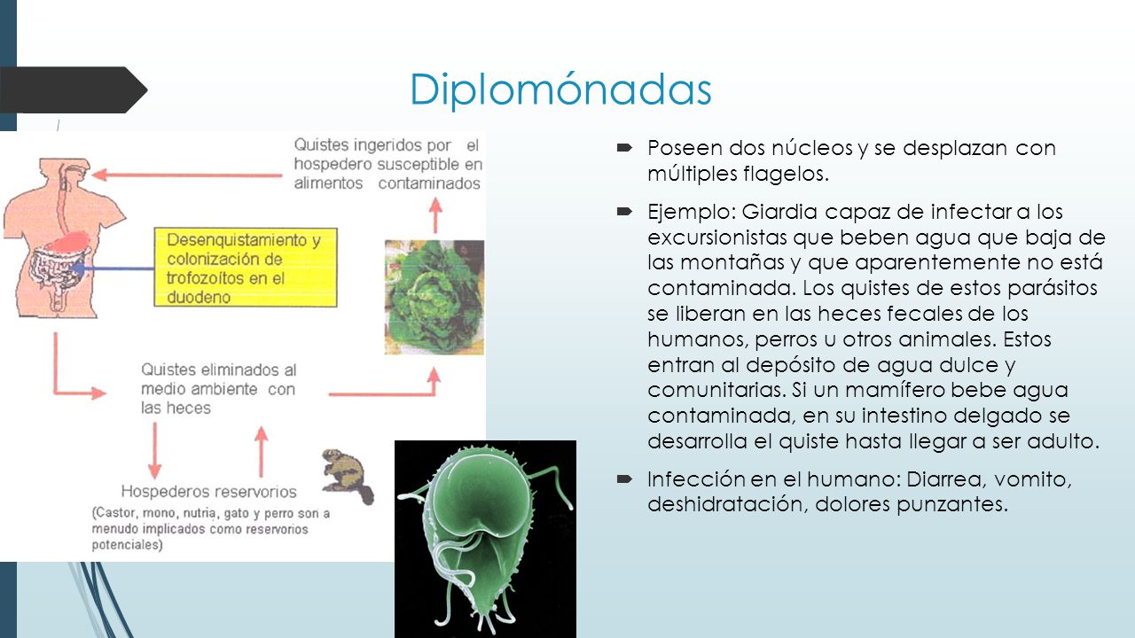 Diplomónadas Poseen dos núcleos y se desplazan con múltiples flagelos.