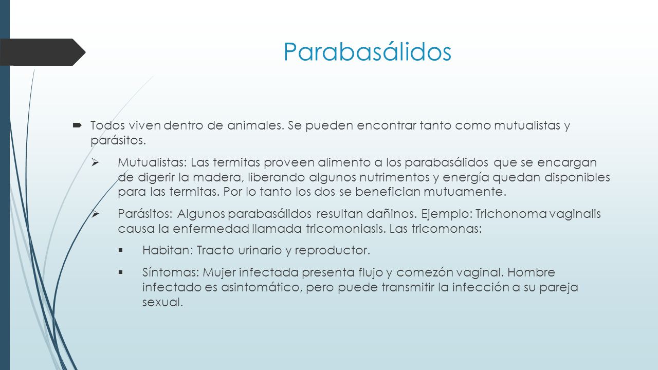 Parabasálidos Todos viven dentro de animales. Se pueden encontrar tanto como mutualistas y parásitos.
