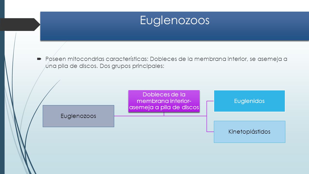 Dobleces de la membrana interior-asemeja a pila de discos