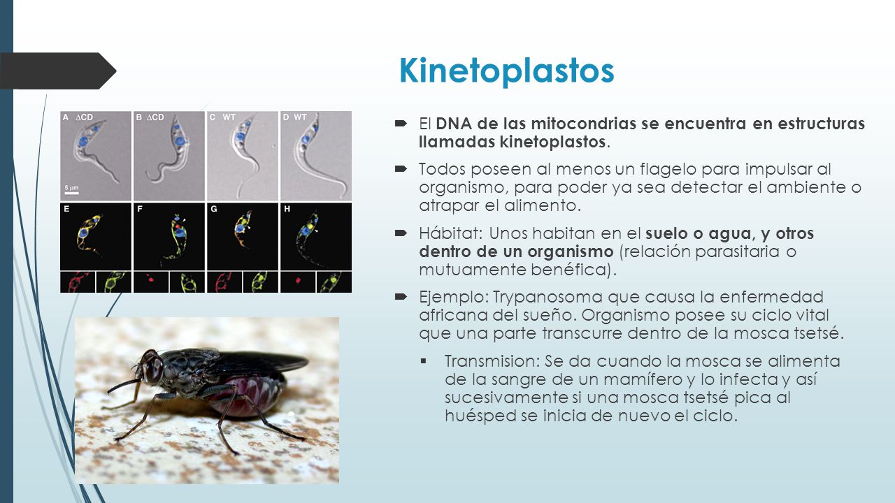 Kinetoplastos El DNA de las mitocondrias se encuentra en estructuras llamadas kinetoplastos.