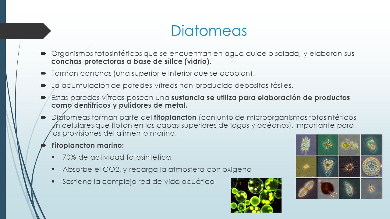 Diatomeas Organismos fotosintéticos que se encuentran en agua dulce o salada, y elaboran sus conchas protectoras a base de sílice (vidrio).