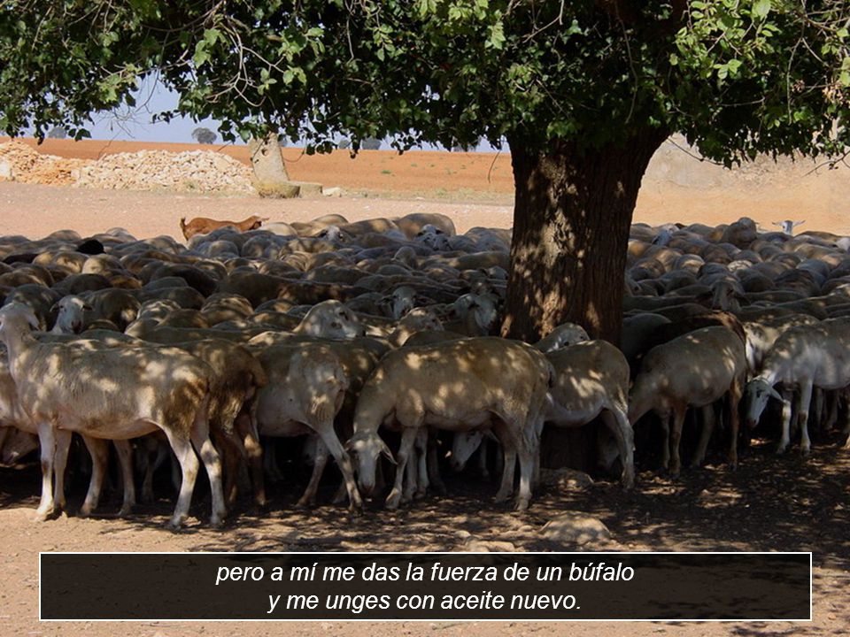 pero a mí me das la fuerza de un búfalo y me unges con aceite nuevo.