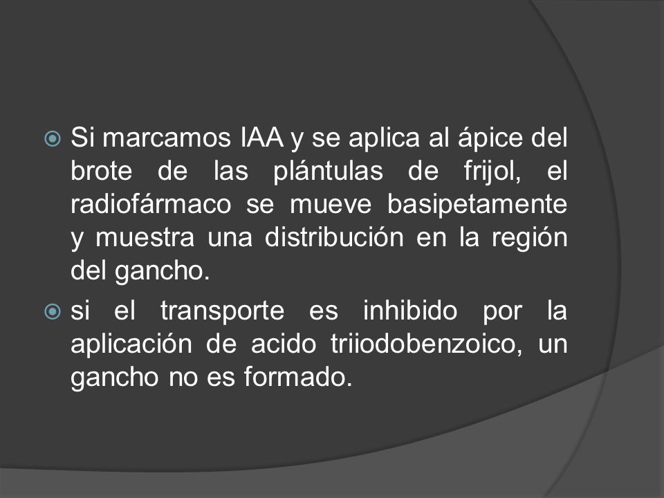 Si marcamos IAA y se aplica al ápice del brote de las plántulas de frijol, el radiofármaco se mueve basipetamente y muestra una distribución en la región del gancho.