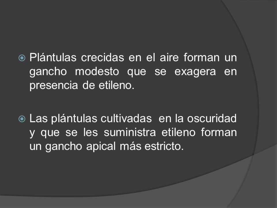 Plántulas crecidas en el aire forman un gancho modesto que se exagera en presencia de etileno.