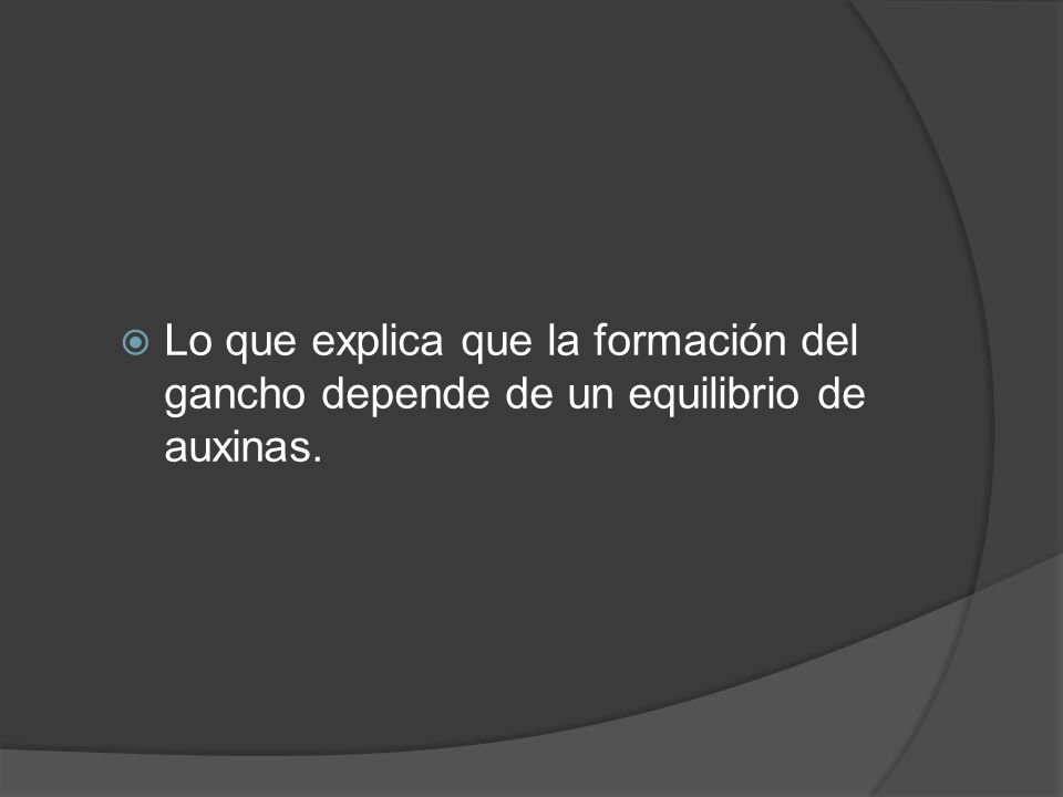 Lo que explica que la formación del gancho depende de un equilibrio de auxinas.