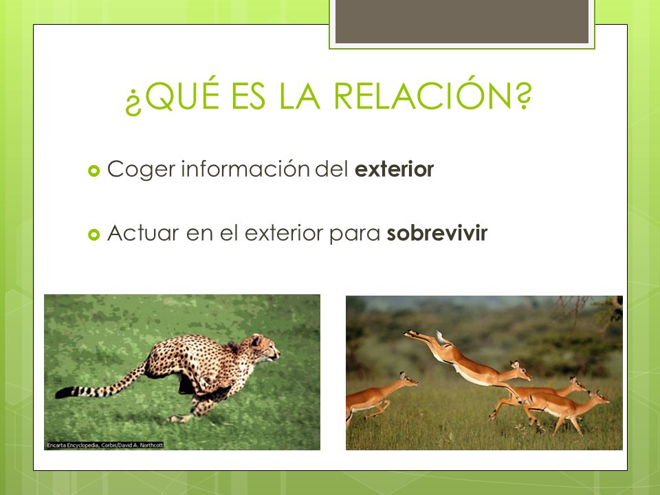 ¿QUÉ ES LA RELACIÓN Coger información del exterior