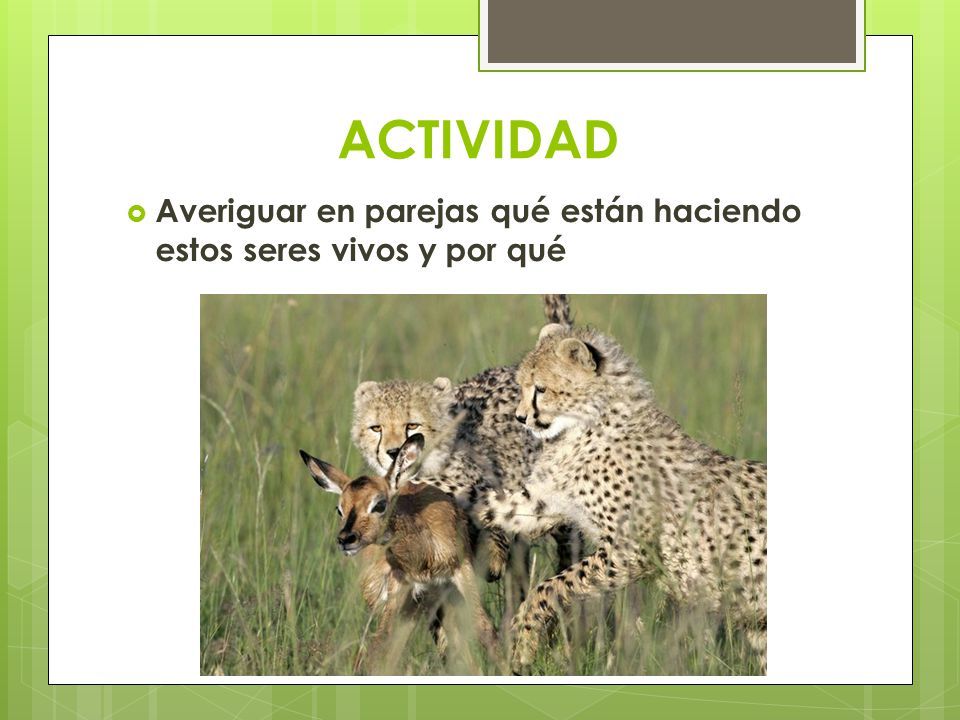ACTIVIDAD Averiguar en parejas qué están haciendo estos seres vivos y por qué