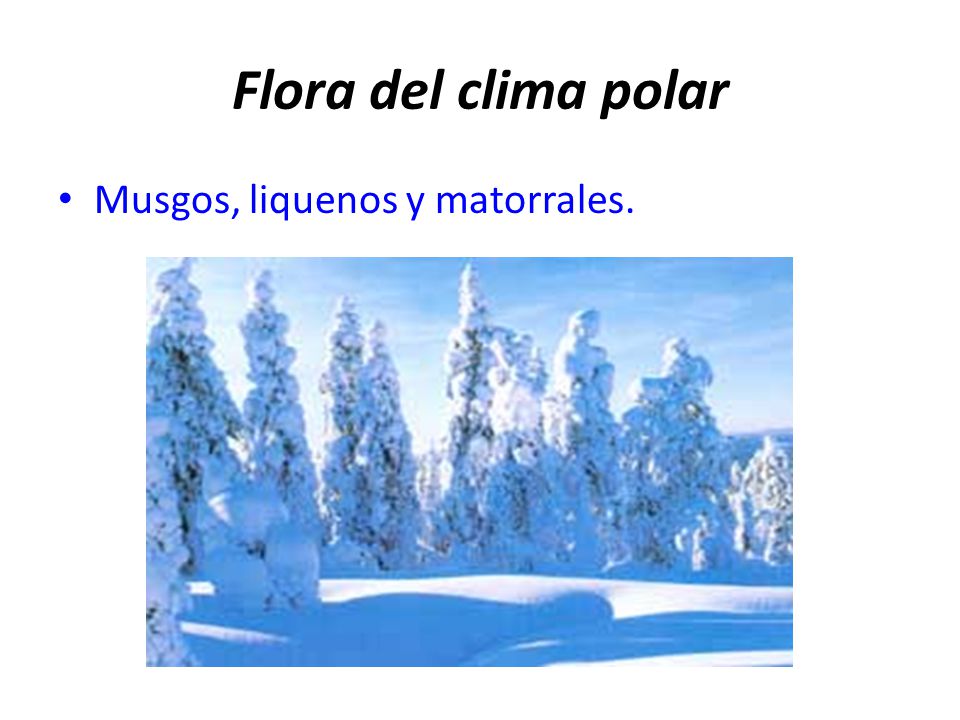 Flora del clima polar Musgos, liquenos y matorrales.