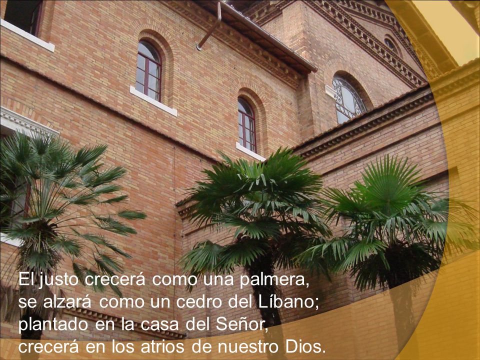 El justo crecerá como una palmera, se alzará como un cedro del Líbano; plantado en la casa del Señor, crecerá en los atrios de nuestro Dios.