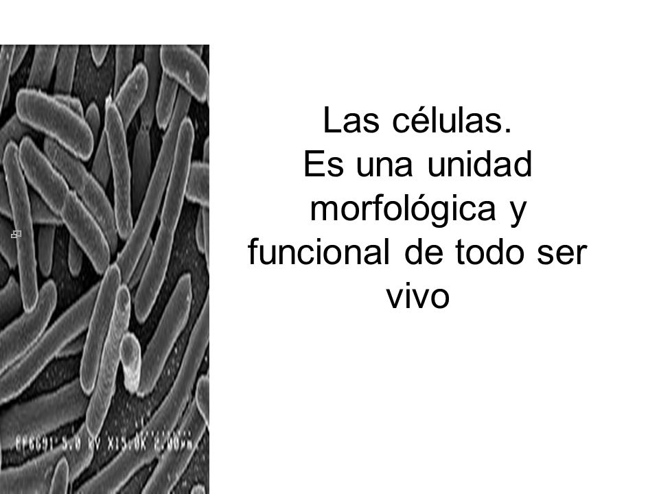 Las células. Es una unidad morfológica y funcional de todo ser vivo