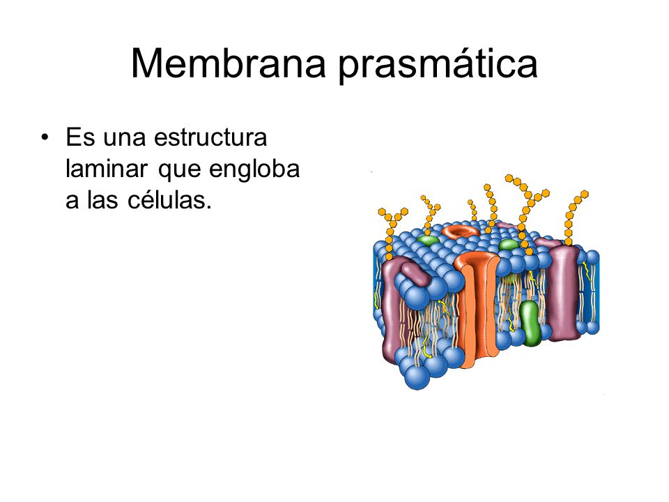 Membrana prasmática Es una estructura laminar que engloba a las células.