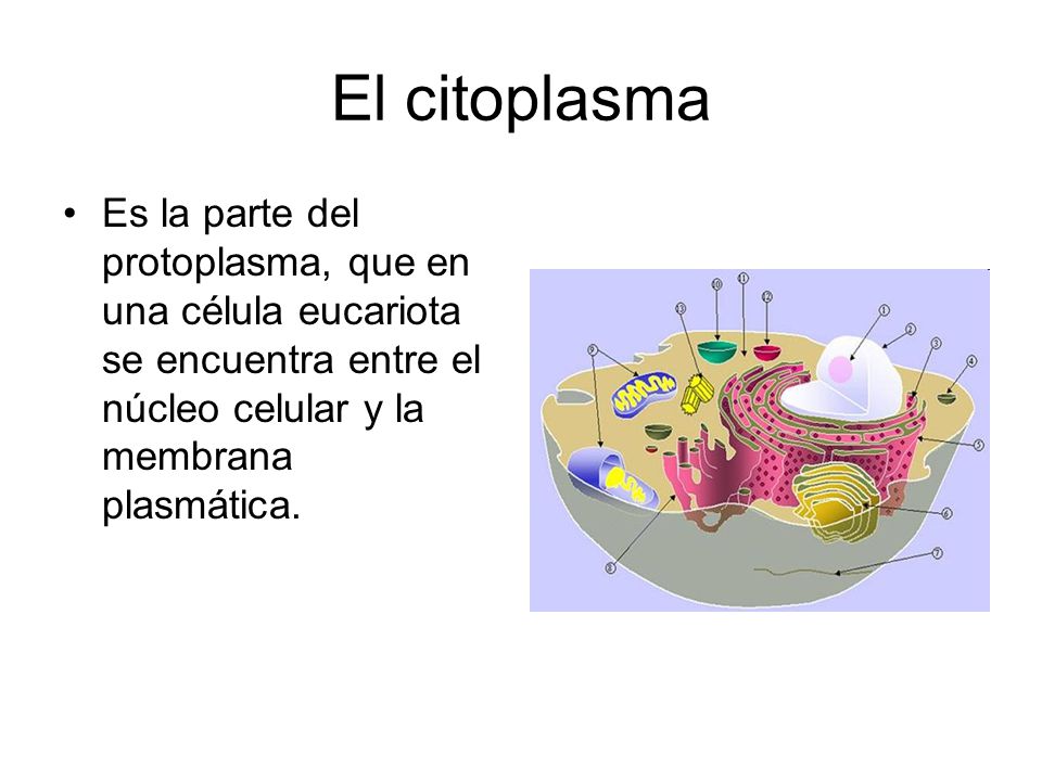 El citoplasma Es la parte del protoplasma, que en una célula eucariota se encuentra entre el núcleo celular y la membrana plasmática.