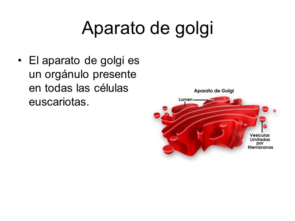 Aparato de golgi El aparato de golgi es un orgánulo presente en todas las células euscariotas.